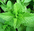 Gromax India Mint Seeds